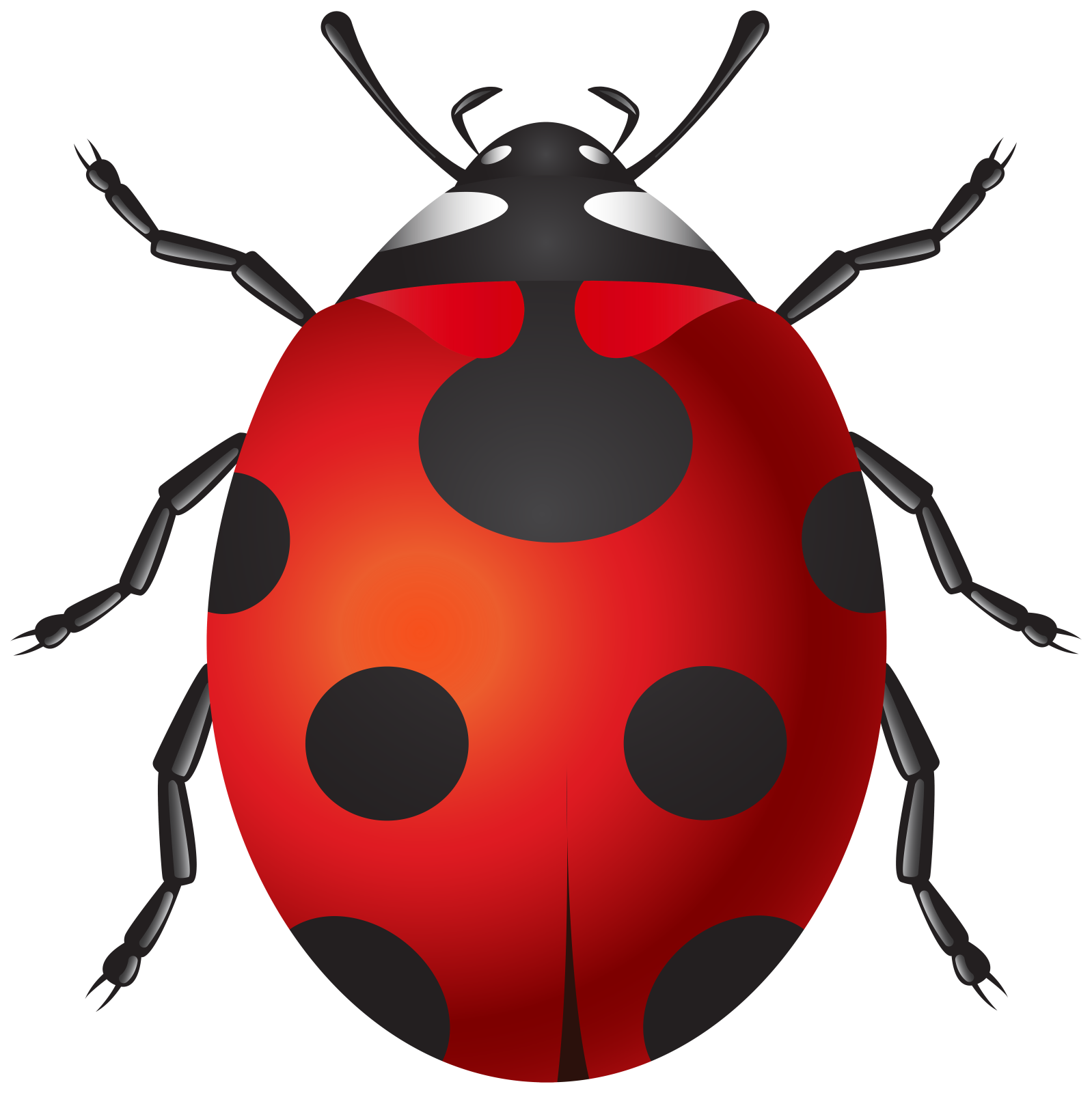 a lady bug on a white background