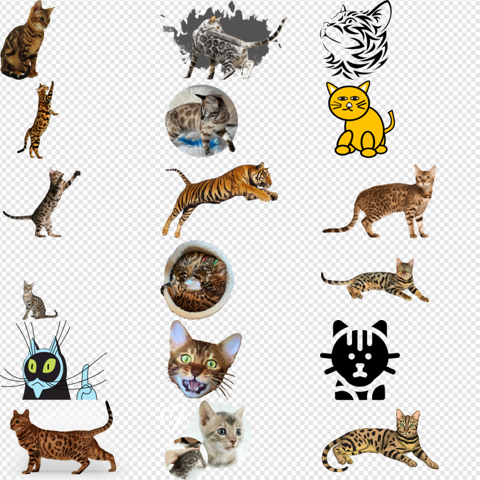 a bunch of different cats on a white background