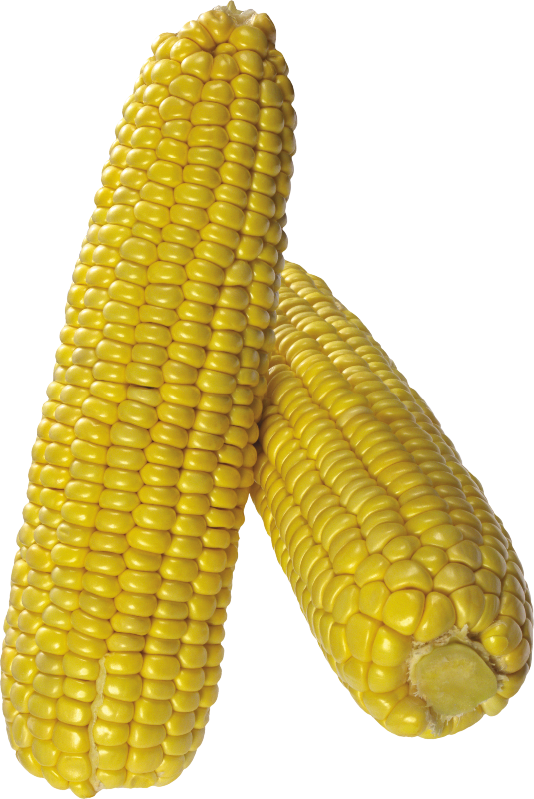 two ears of corn on a white background