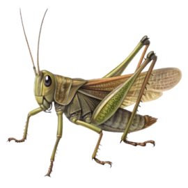 a grasshopper insect on a white background