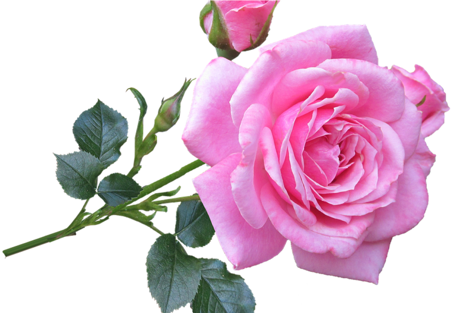 a pink rose on a white background