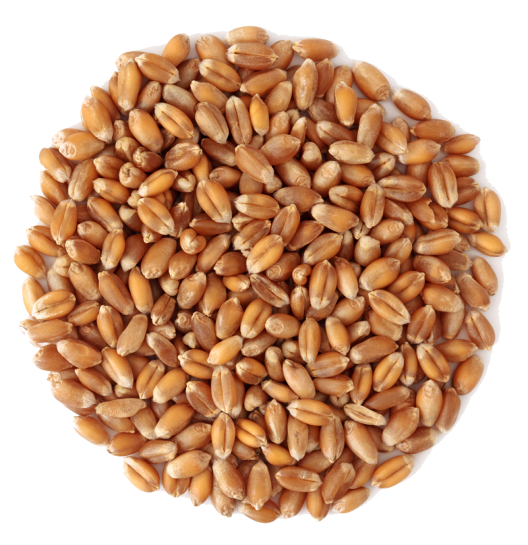 a pile of peanuts