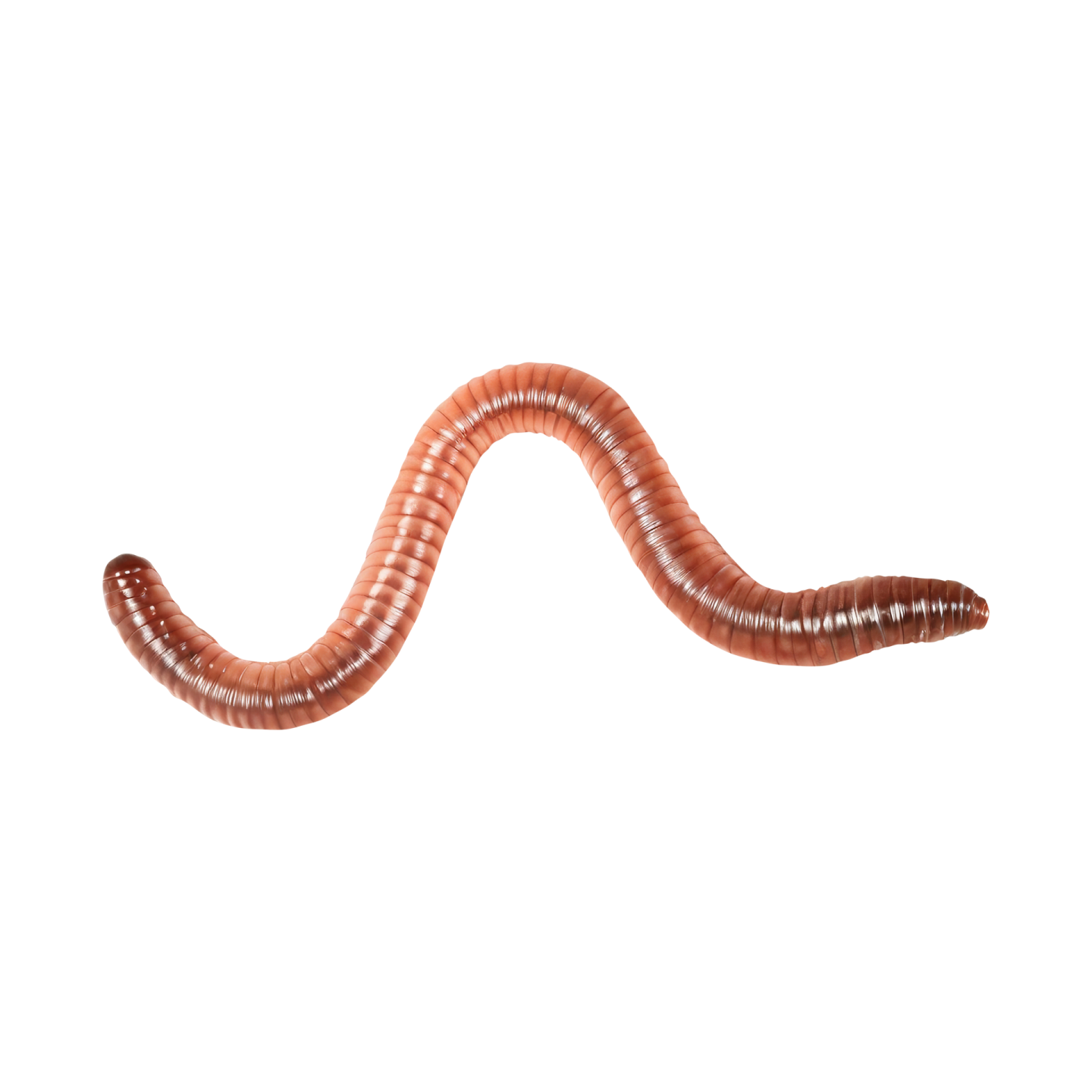 a worm on a white background