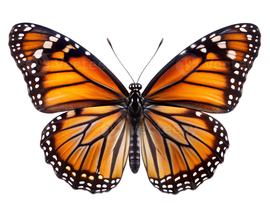 a monarch butterfly on a white background