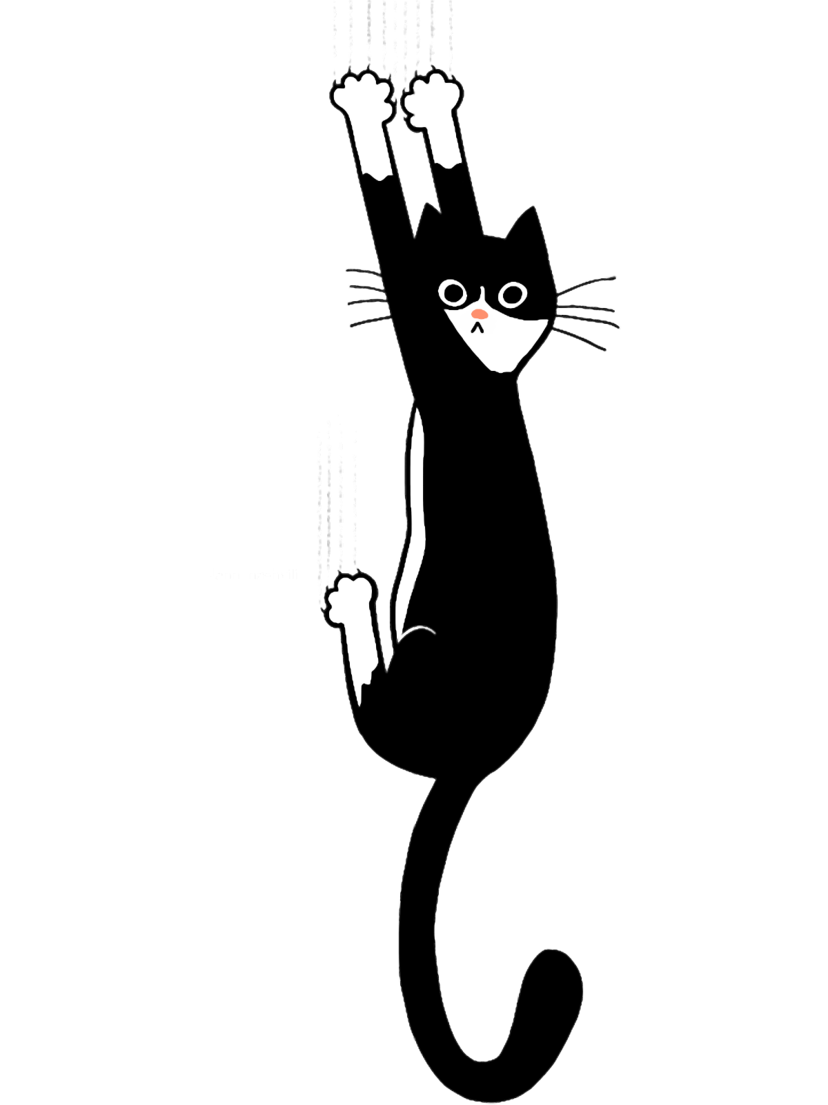 a black cat standing on its hinds