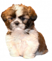 a small brown and white puppy sitting on a white surface