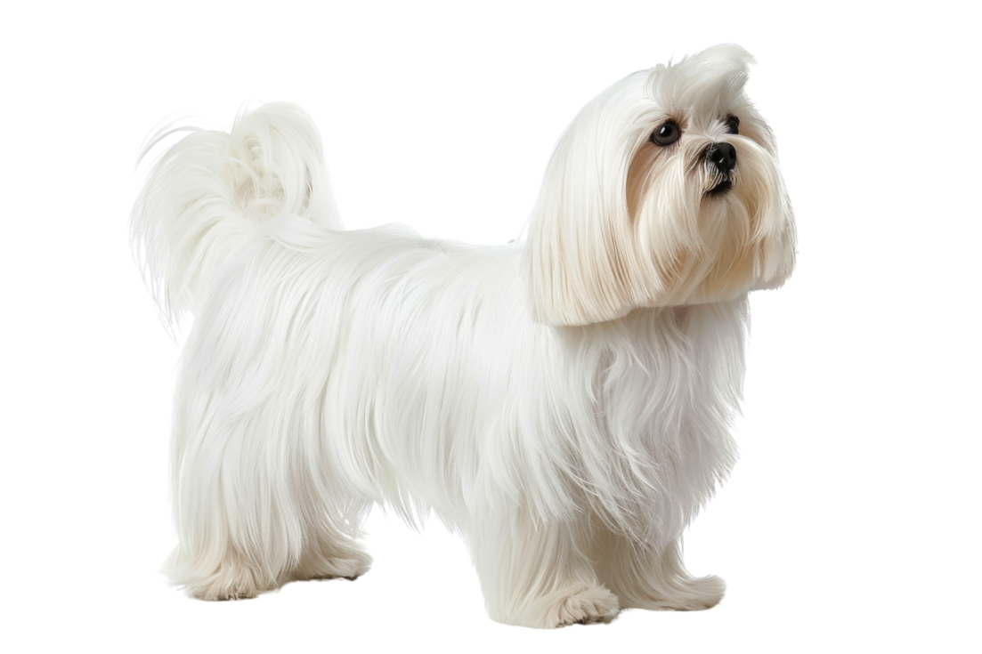 a small white dog standing on a white background