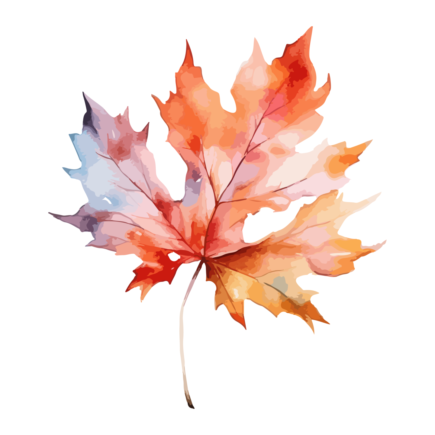 a watercolor maple leaf on a white background