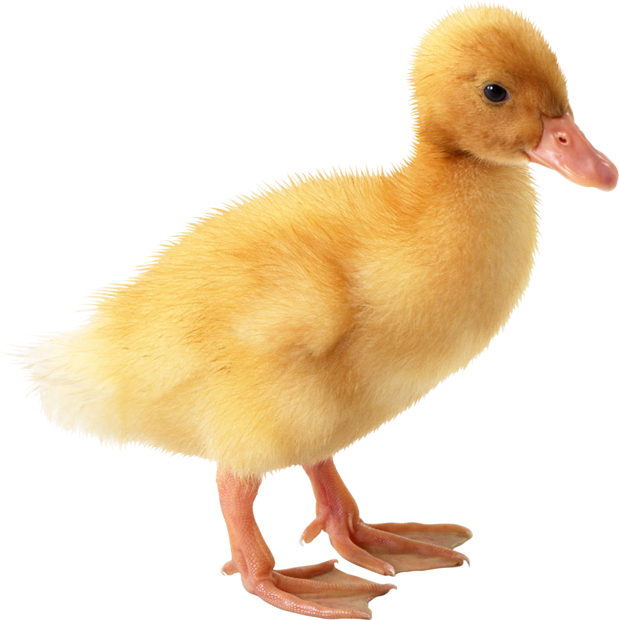 a small yellow duck