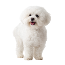 a small white dog standing in front of a white background