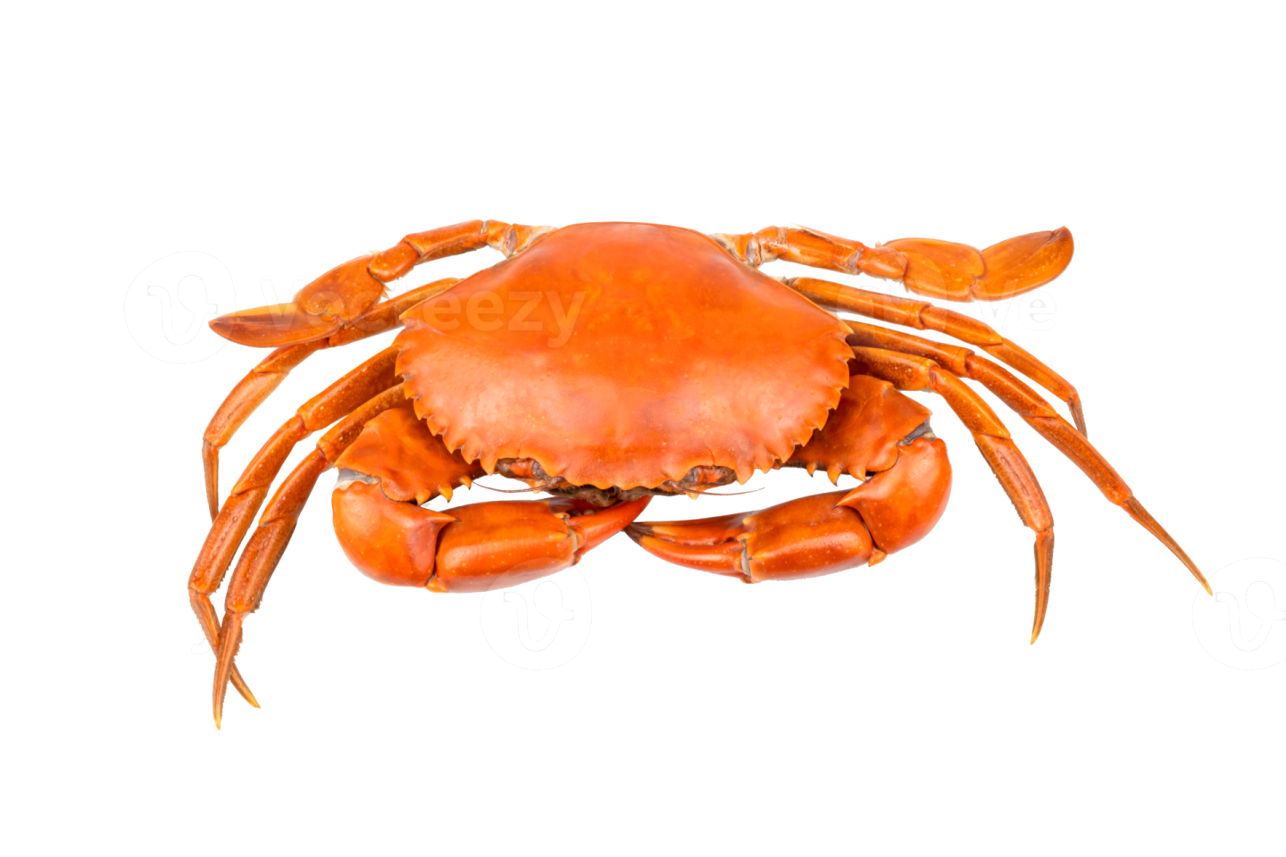 a red crab on a white background
