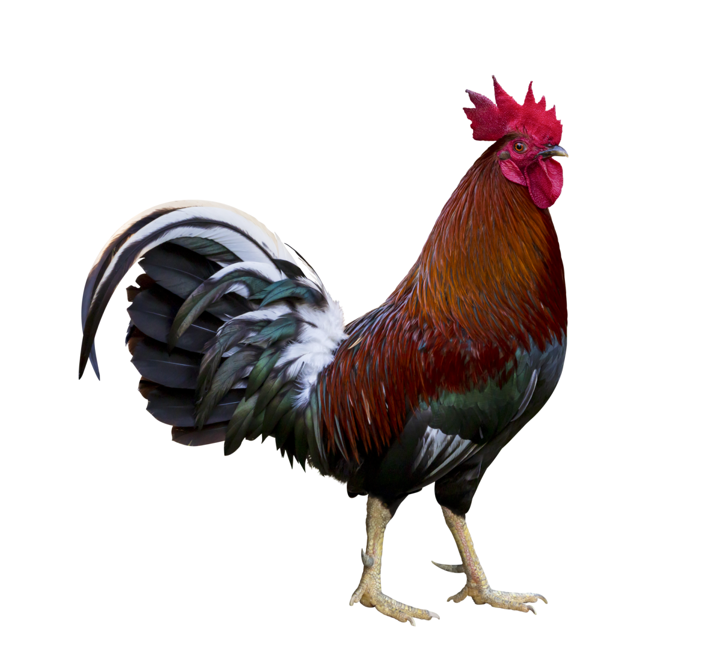 a red and black rooster standing on a white background