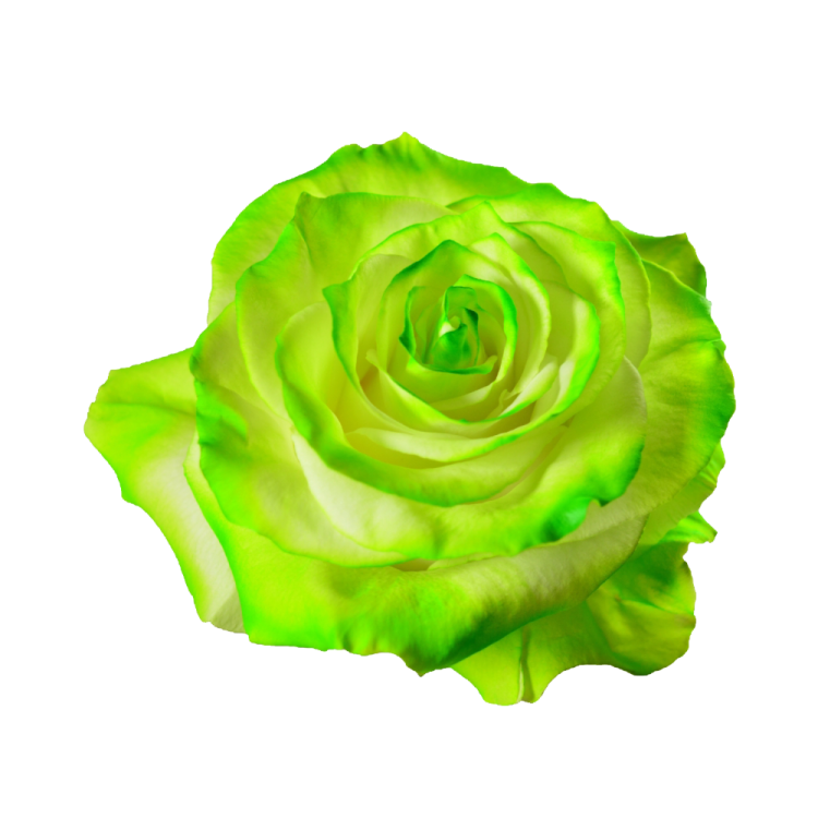a green rose on a white background
