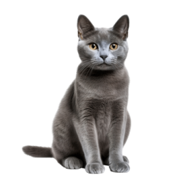 a gray cat with yellow eyes sitting down