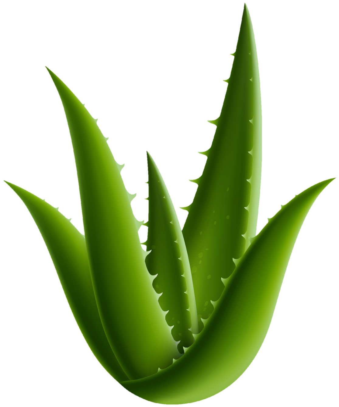 a green leaf with water droplets on it