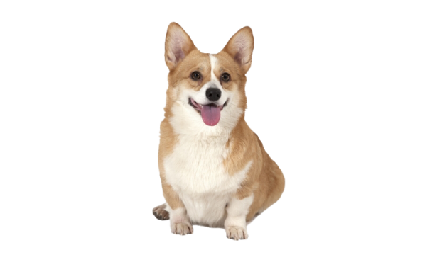 a small dog sitting down with its tongue out