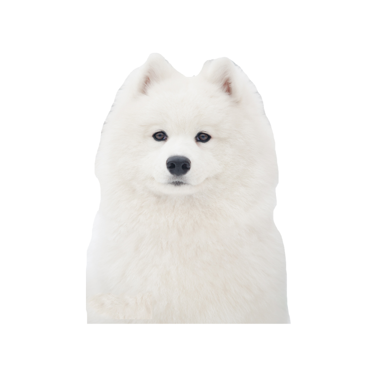 a white dog is looking at the camera
