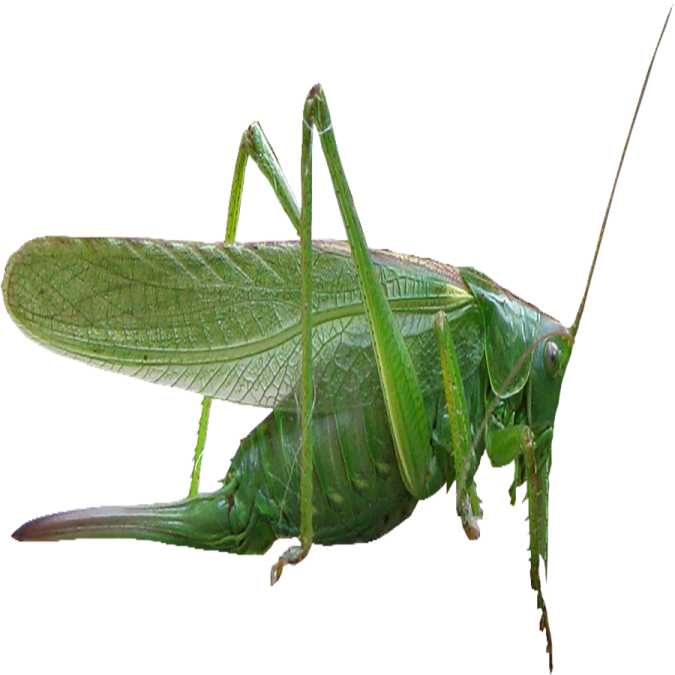 a green grasshopper on a white background