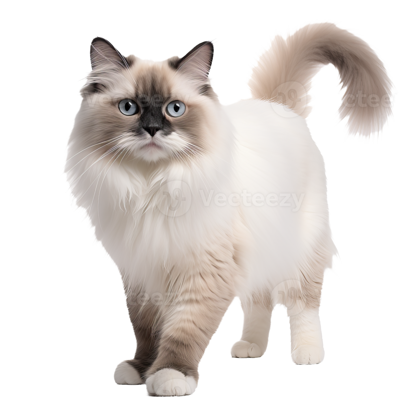 a white and brown cat with blue eyes