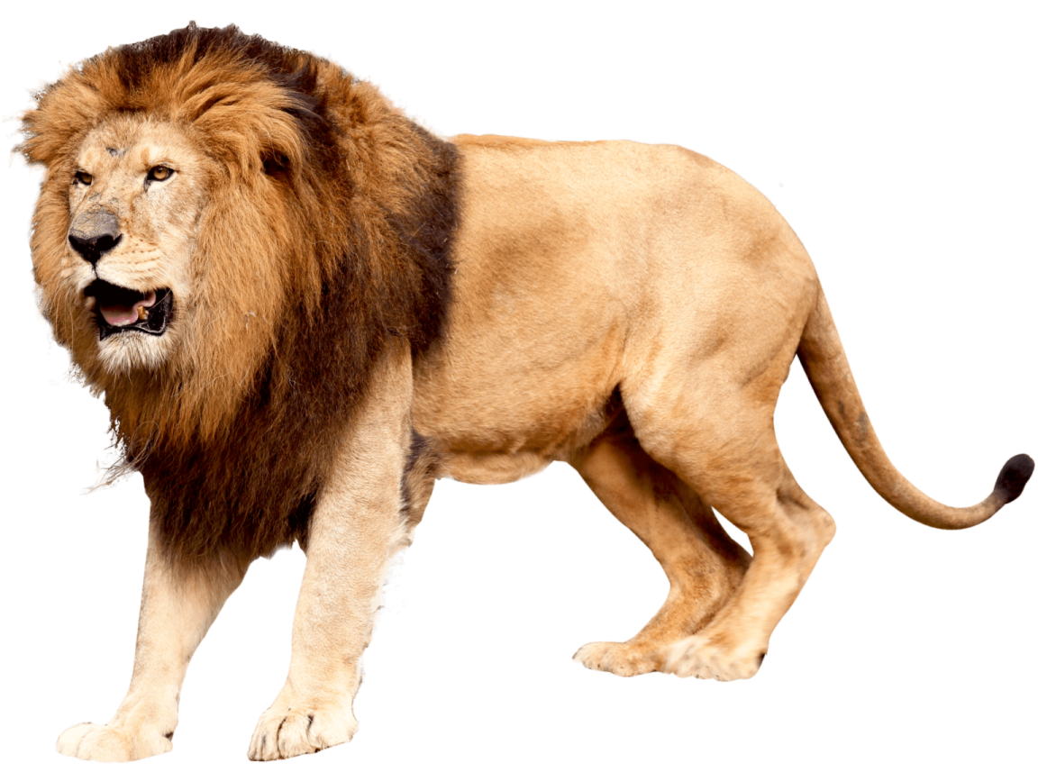 a lion standing on a white background
