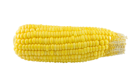 a corn on a white background