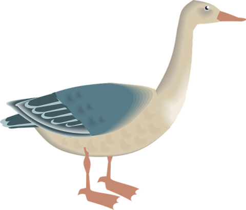a bird with a long neck and legs