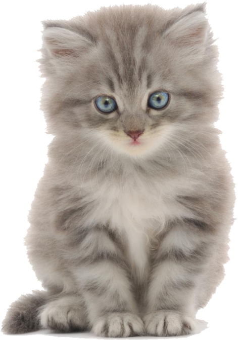 a gray kitten with blue eyes sitting down