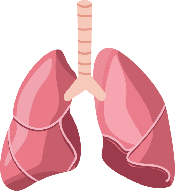 a diagram of the lungs