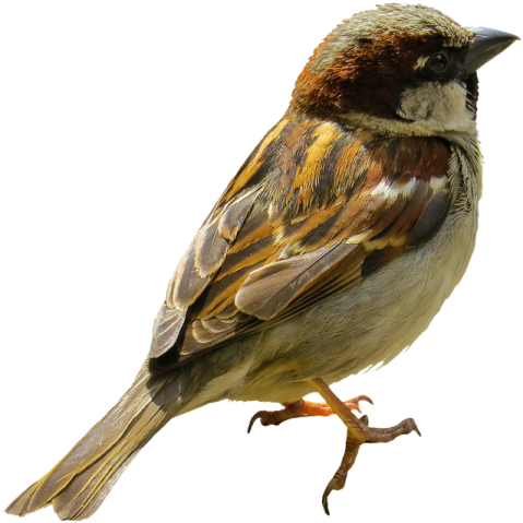 a small bird perched on a branch