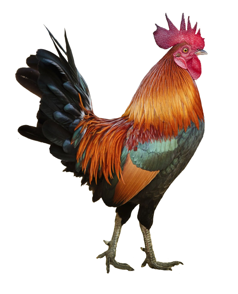 a red and black rooster standing on a white background