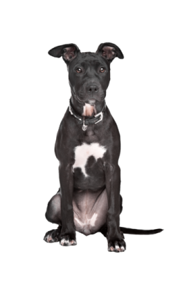 a black and white dog sitting on the ground