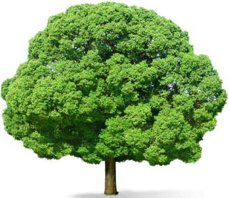 a green tree on a white background
