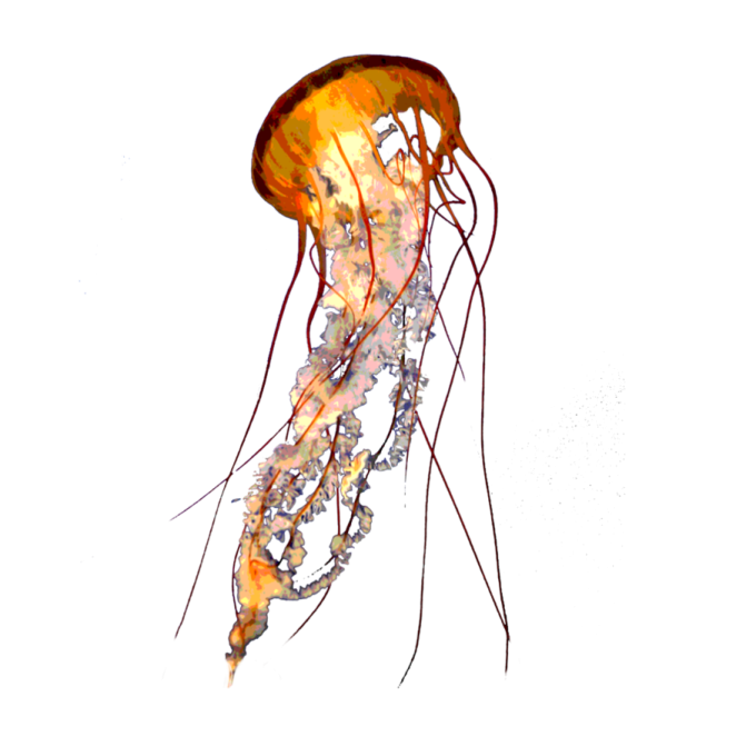 an image of a jellyfish