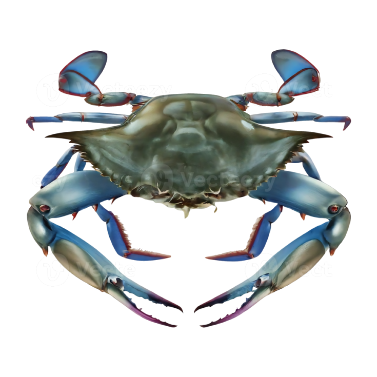a blue crab on a white background