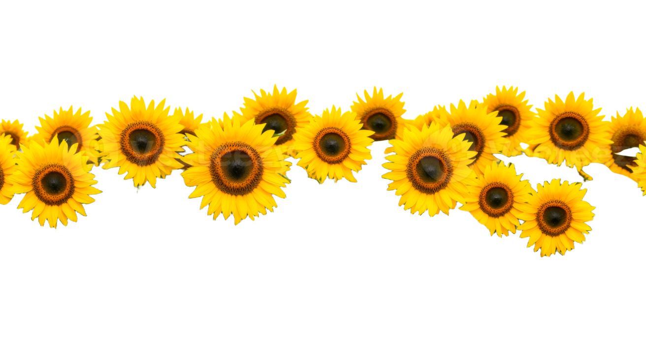 a field of sunflowers