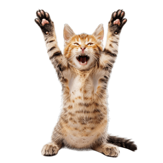 a cat with its paws up in the air