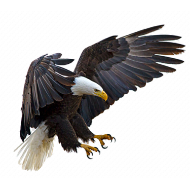 an eagle flying in the air with its wings spread