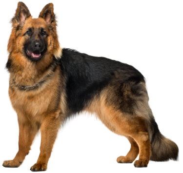 a german shepherd dog standing on a white background