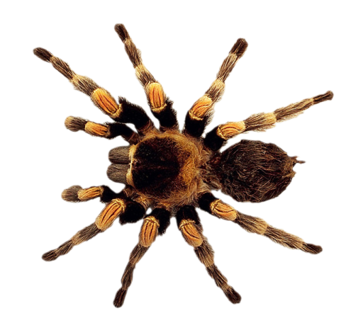 a close up view of the underside of a tara spider