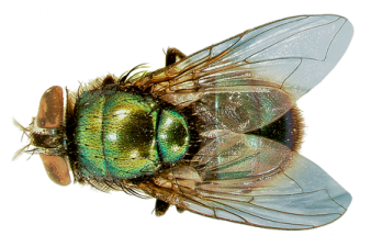 a close up view of a fly