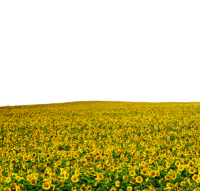 a field of sunflowers