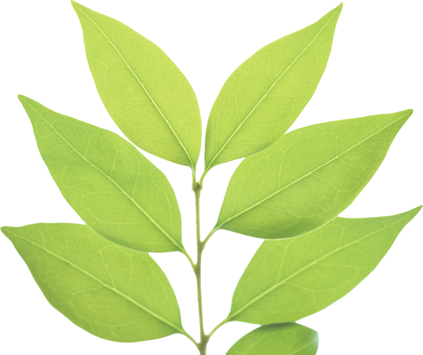 a green leaf on a white background