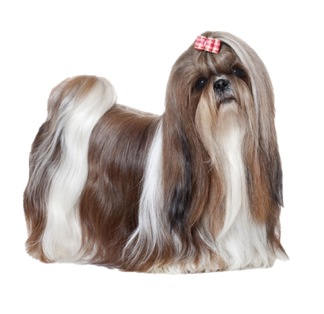 a small brown and white dog with a bow on its head