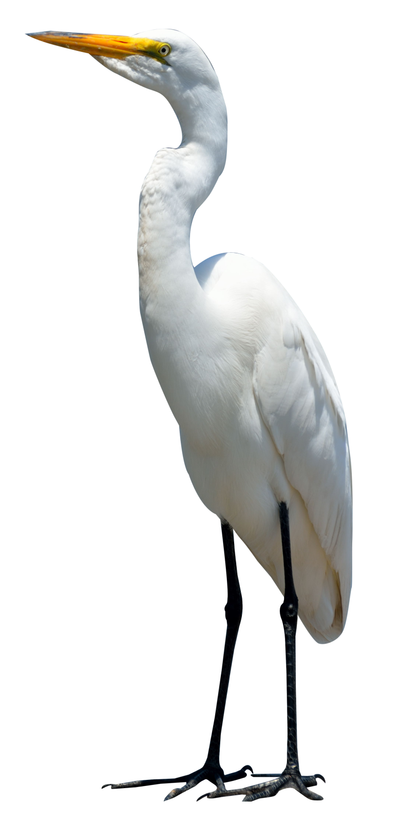 a large white bird with a long beak