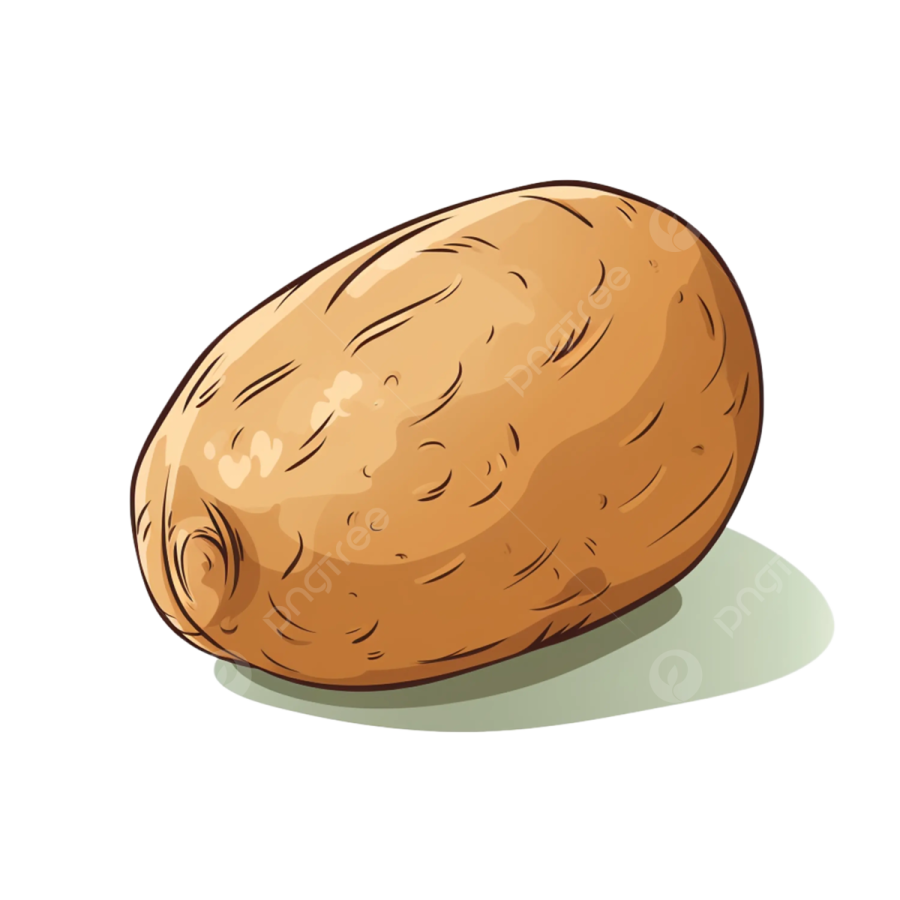 a potato on a white background