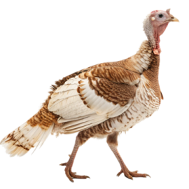 a turkey walking on a white background