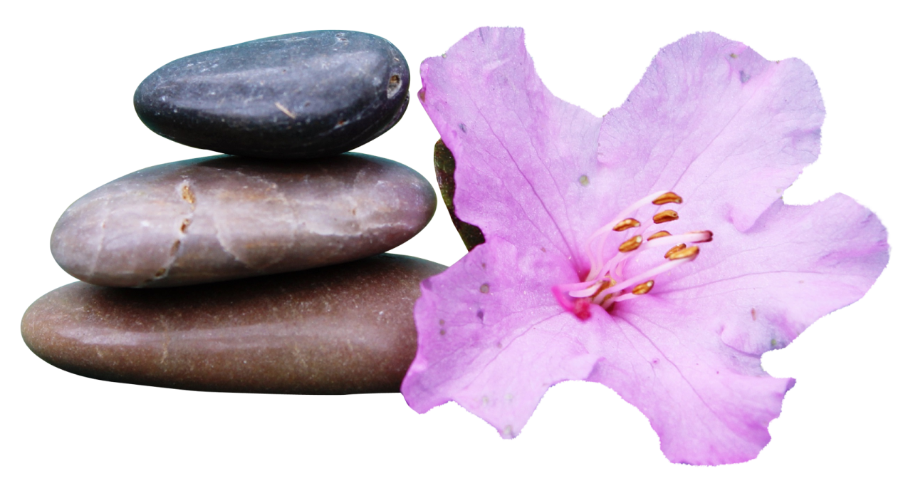 a flower sitting on top of a pile of rocks