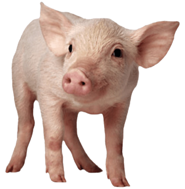 a small pig standing in front of a white background