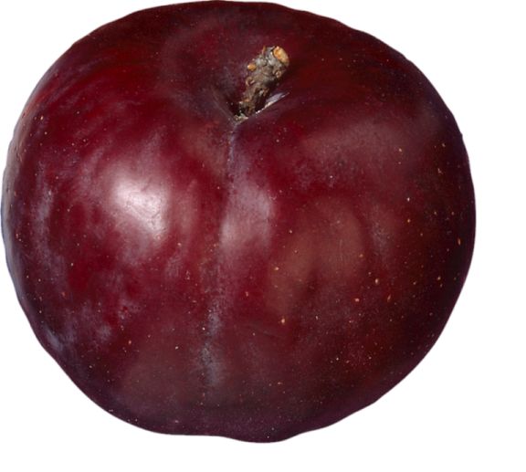 a red apple on a white background