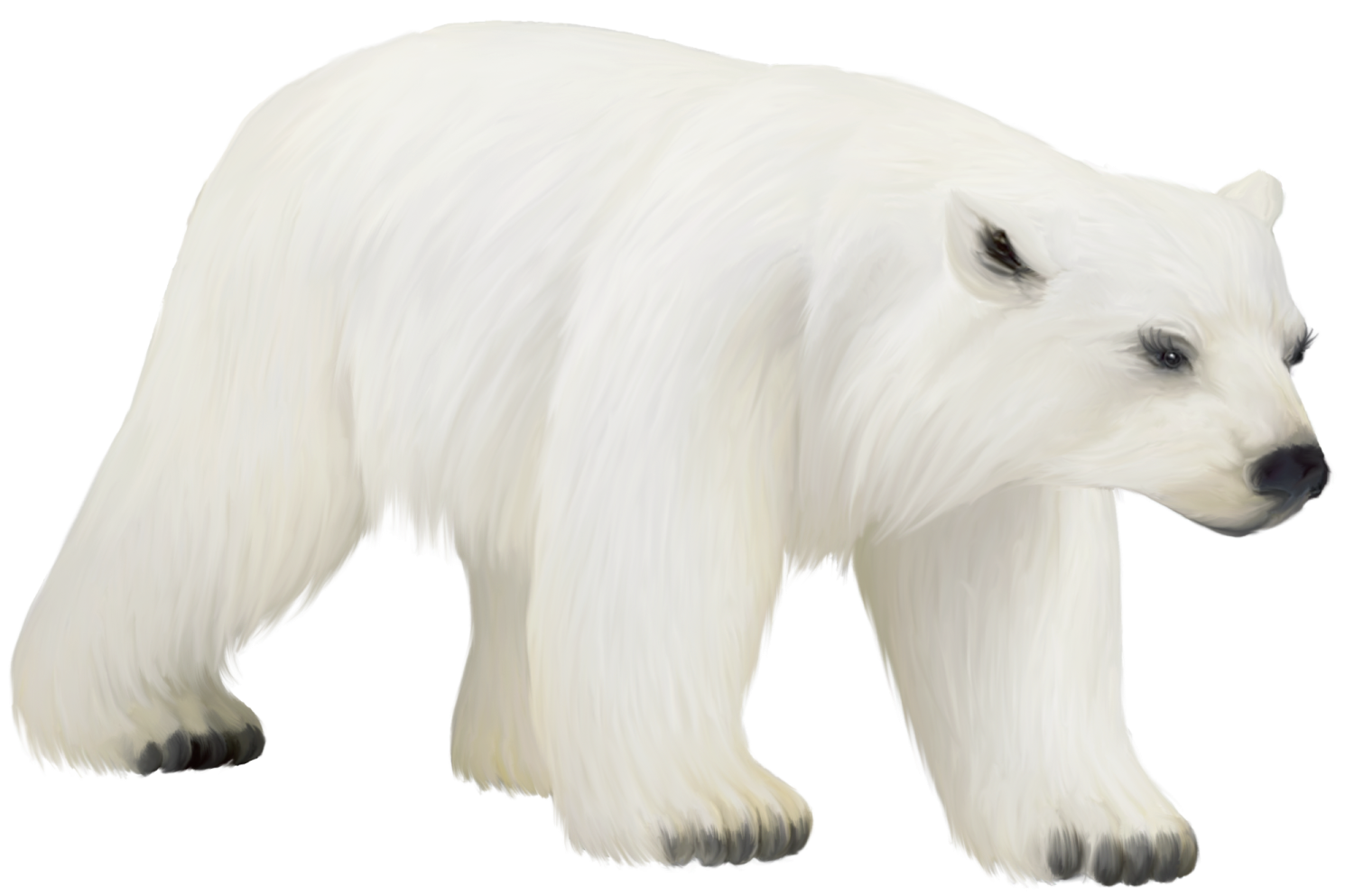 a white polar bear on a white background
